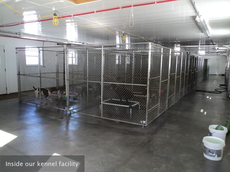 Photo Gallery Gun Dog Kennels